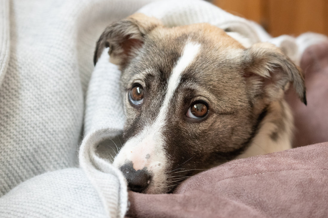 Help Your Shy Pup Shine: The Introvert's Guide to Canine Confidence